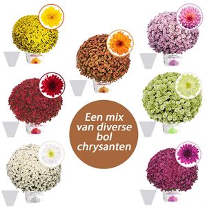 Afbeelding van Bolchrysant gehoest P19 geen kleur Divers